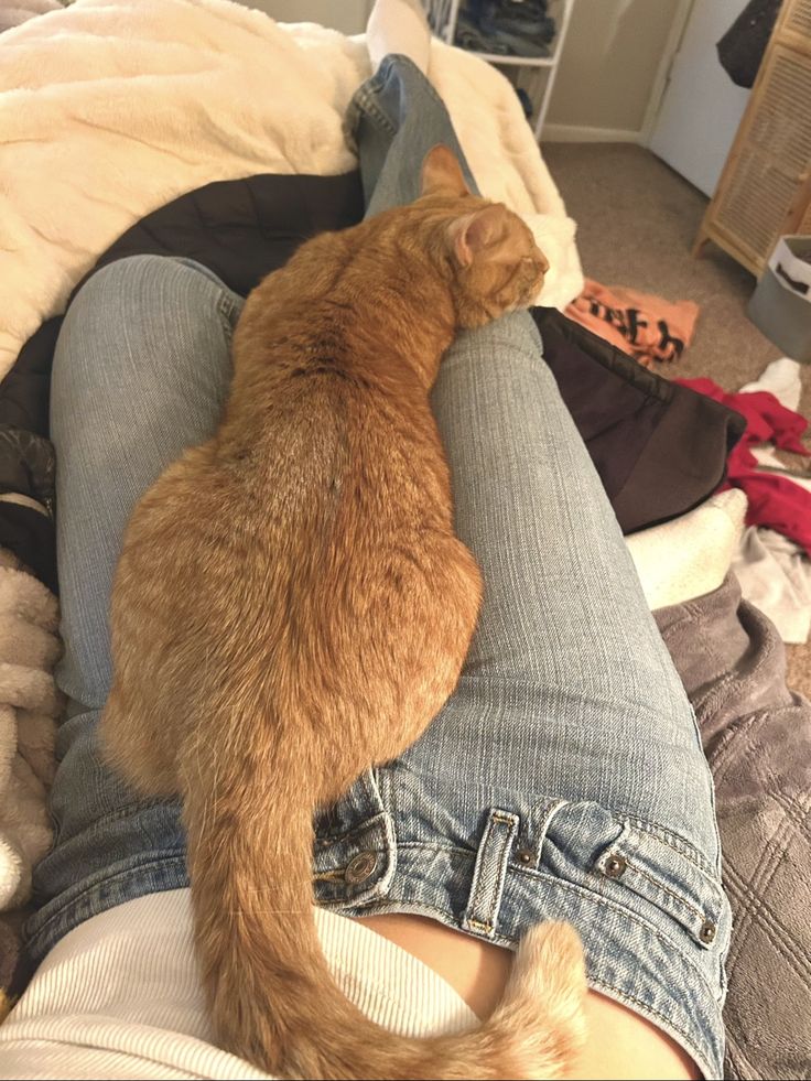 files/orange_kitty.jpg